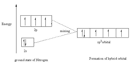 Experimental evidence suggests that the nitrogen atom in ammonia, NH3 ...