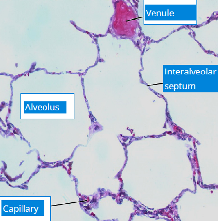 Alveolar Duct Alveolar Sac Alveolus Pulmonary Arteriole Pulmonary Alveolar Duct Alveolar Sac Alveolus Pulmonary Arteriole Pulmonary