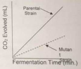 Yeast Alcoholic Fermentation: You have isolated a mutant yeast strain ...