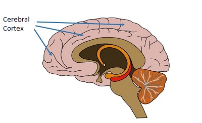 Cerebellar Cortex Brain