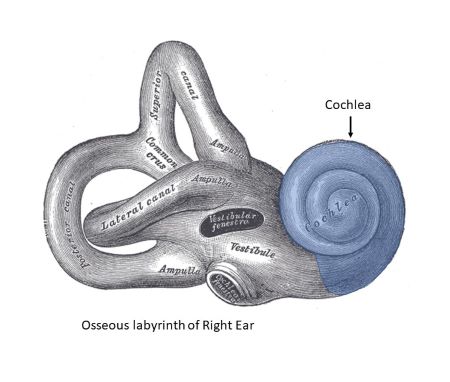 Spiral In Ear