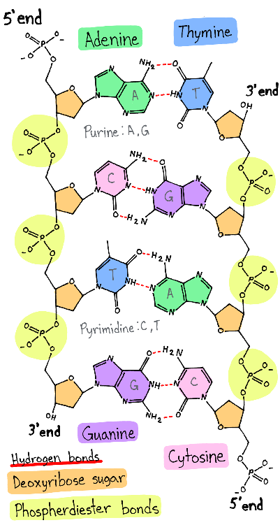 38 Label The Parts Of The Nucleotide Below 38 Label The Parts Of The Nucleotide Below