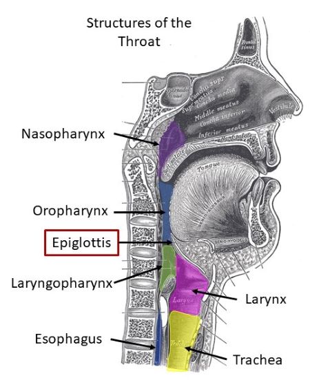 Klinick V znam Epiglotis Epiglottis Schluckakt TYYETO