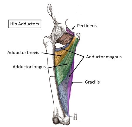Adductor Muscles Function Adductor Muscles Function