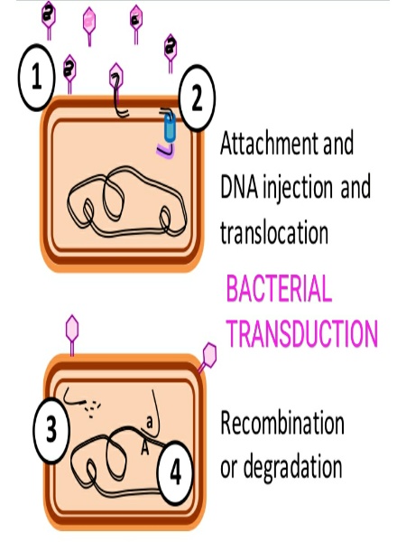 Transduction In Bacteria Transduction In Bacteria