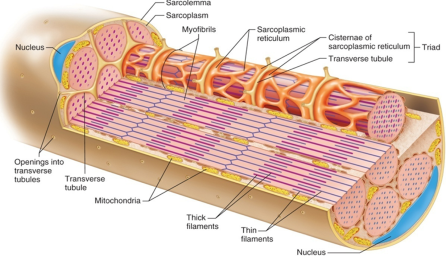 Muscle Fiber Cell Drawing