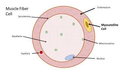 Muscule Cell Inside is the connective tissue covering within a muscle that contains ...
