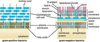define-lysozyme-its-origin-and-its-effect-on-the-peptidoglycan-wall