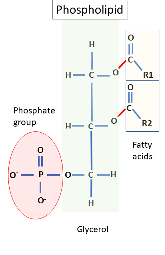 Which Of The Following Accurately Distinguishes A Difference Between 