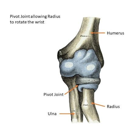 Pivot Joint Diagram Structure And Types Of Joints In The Human Body