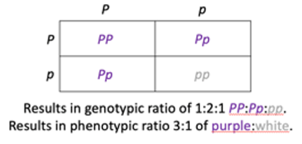 Purple flowers (P) are completely dominant over white flowers (p). You  cross two pea plants that are heterozygous for purple flowers. What are the  chances that their offspring will have purple flowers?