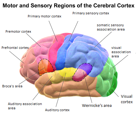 Cerebral Cortex Blank Diagram