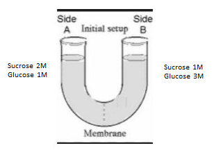A selectively permeable membrane separates side A and side B and two ...