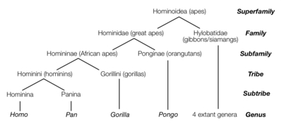 Hommini What Is A Hominin