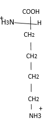 The structure of lysine is shown at the right in its fully protonated
