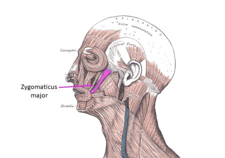Which Muscle Of Facial Expression Is The Prime Mover For Smiling A Which Muscle Of Facial Expression Is The Prime Mover For Smiling A
