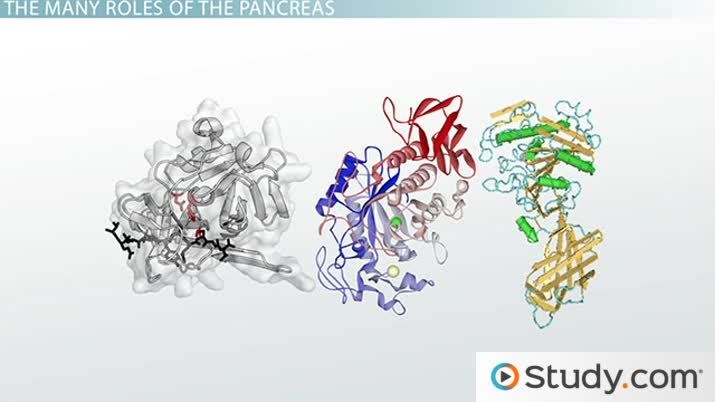 protein lipase c Characterization of (a) protease, (b) lipase, (c) cellulase, and (d) main image 0