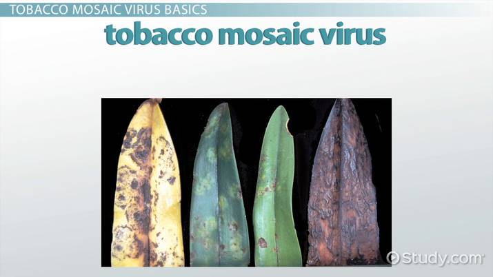Who discovered the first virus? a) The microscopist Antonie van Leeuwenhoek  b) The bacteriologist Charles Chamberland c) The botanist Dmitri Ivanovsky  d) The virologist Jonas Salk